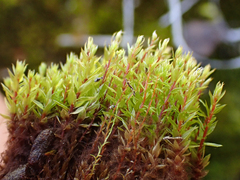 Ptychostomum pseudotriquetrum