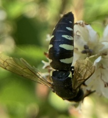 Bicyrtes quadrifasciatus