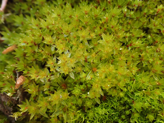 Ptychostomum pseudotriquetrum