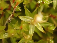 Ptychostomum pseudotriquetrum