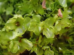 Mniaceae