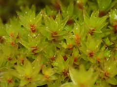 Ptychostomum pseudotriquetrum