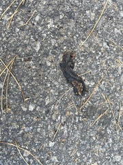 Ichthyosaura alpestris