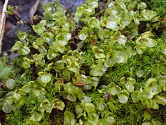 Mniaceae