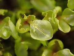 Mniaceae