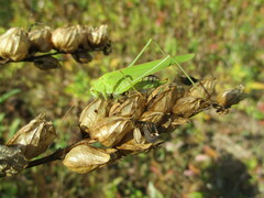 Phaneroptera falcata