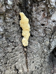 Fuligo septica