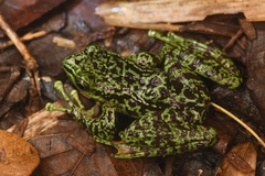 Amolops tuberodepressus