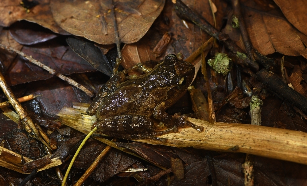 Yunnan Bushfrog