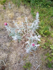 Cirsium occidentale
