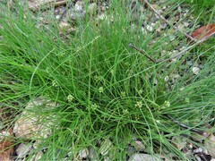 Fimbristylis vahlii
