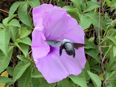 Xylocopa abbotti