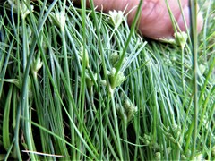 Fimbristylis vahlii