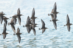 Calidris ferruginea