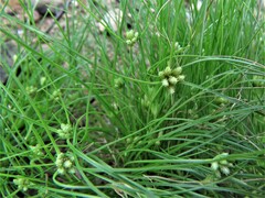 Fimbristylis vahlii