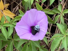 Xylocopa abbotti
