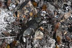Cicindela longilabris