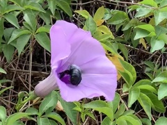 Xylocopa abbotti