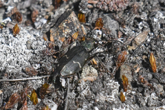 Cicindela longilabris