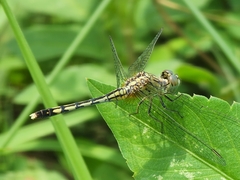 Diplacodes trivialis