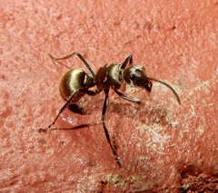 Myrma