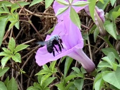 Xylocopa abbotti