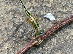 Diplacodes trivialis