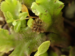 Marchantia polymorpha montivagans