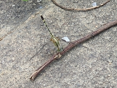 Diplacodes trivialis