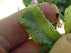 Marchantia polymorpha montivagans