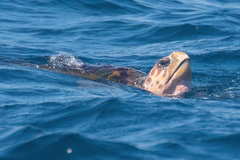 Caretta caretta