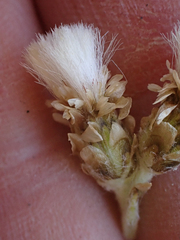Antennaria pulcherrima