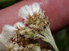 Antennaria pulcherrima