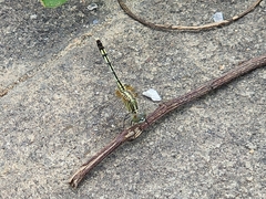 Diplacodes trivialis