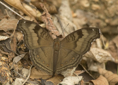 Junonia iphita