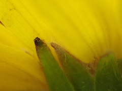 Arnica chamissonis
