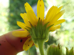 Arnica chamissonis