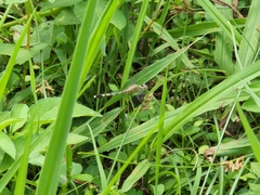 Diplacodes trivialis