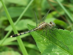 Diplacodes trivialis