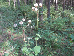 Crepis sibirica