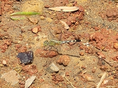 Diplacodes trivialis