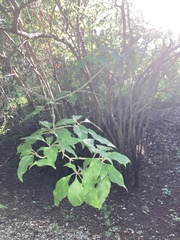 Forestiera acuminata