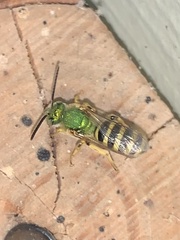 Agapostemon texanus