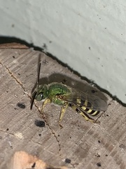 Agapostemon texanus