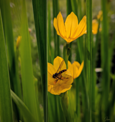 Sisyrinchium tolucense