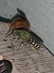 Agapostemon texanus
