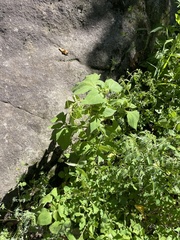 Sigesbeckia pubescens