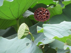 Nelumbo nucifera