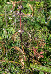 Gentiana macrophylla