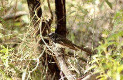Rhipidura leucophrys